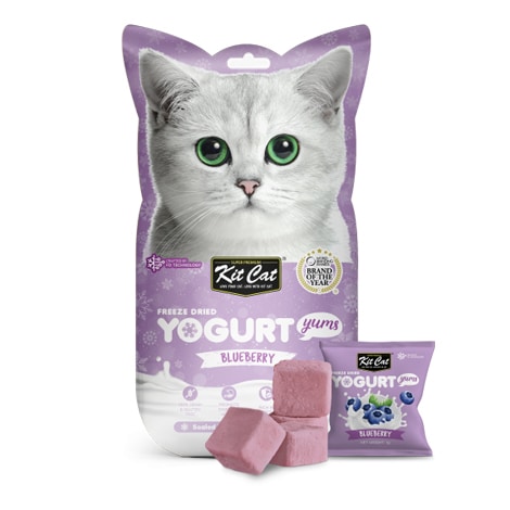 קיטקט אוכמניות מעדן יוגורט לחתול 10 גרם